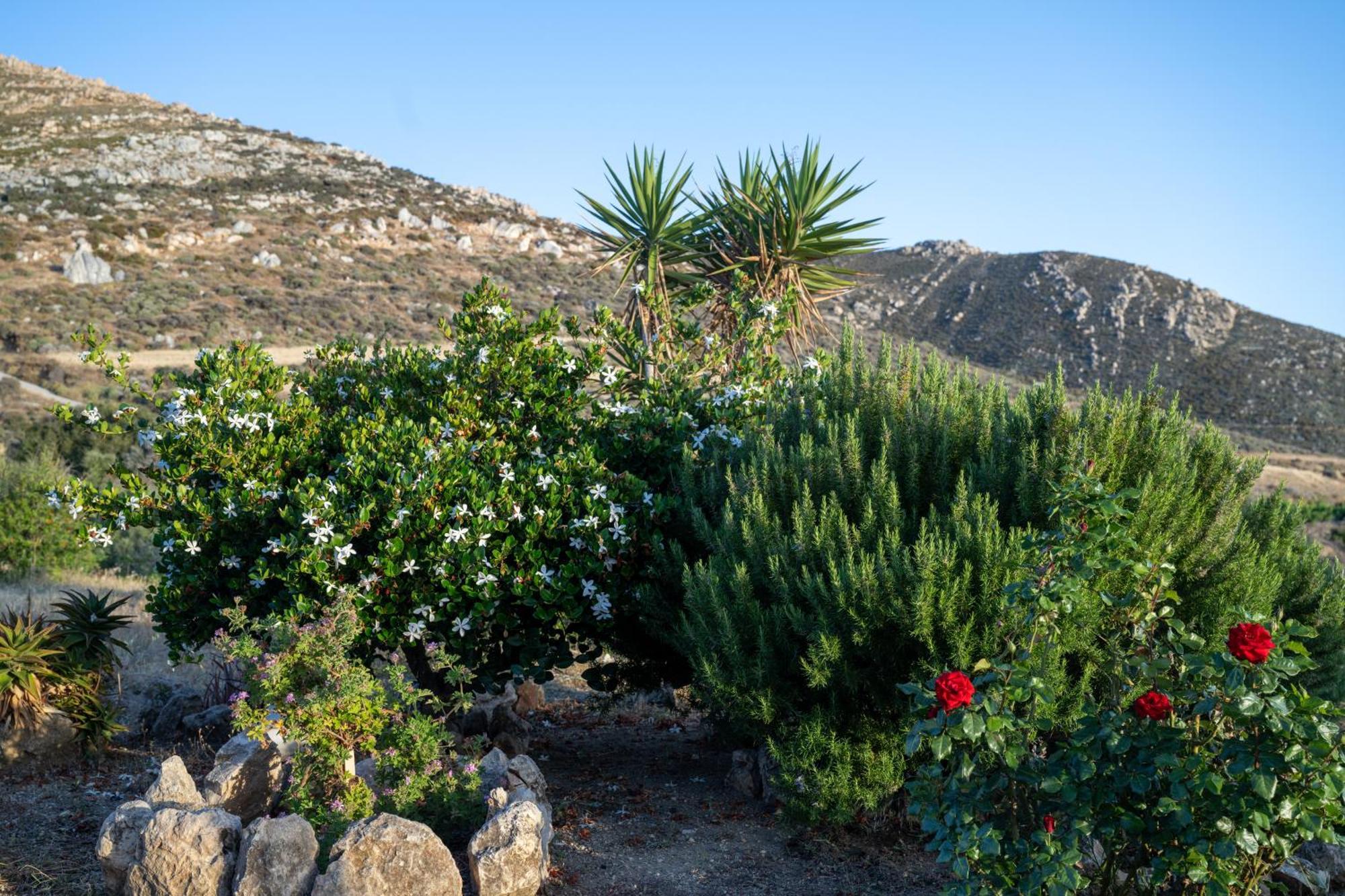 'Sophie'S Villa' Akrotiri  Exterior foto